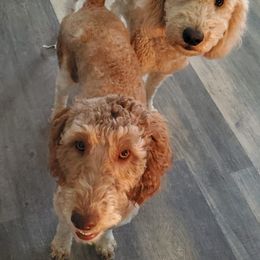 Goldendoodles from Doodlemates