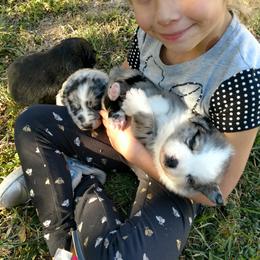 Australian Shepherd Puppies from Southern Boy Blues Aussies