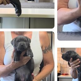 Girl 4 - Cane Corso puppy in Tennessee from Nuovo Inizi Kennels