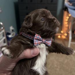 Charlie Brown - Liver and white male Shih Tzu puppy in Springboro, Ohio from Shih Tzus of Springboro LLC.