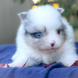 Smokey - Blue merle male Pomeranian puppy in Bremen, Indiana from AMS Pomeranians and Pomskies in Indiana