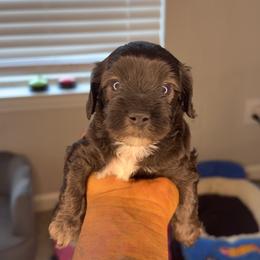 Elliot - Black male Yorkipoo puppy in Atlanta, Georgia from YorkShih Pup & Co