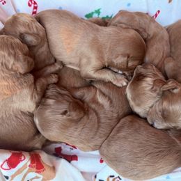 Boy 2 - Red male Cavapoo puppy in Wesson, Mississippi from Southern Country Doodles