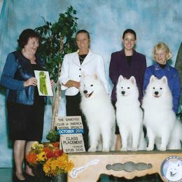 Samoyed All Grown Up from Saratoga Samoyeds