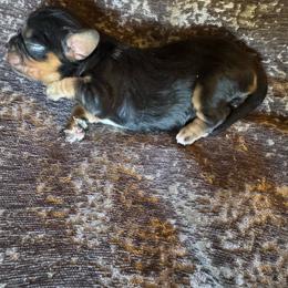 Rachel - Black and tan female Cavalier King Charles Spaniel puppy in Mt Jackson, Virginia from Carters Cavaliers