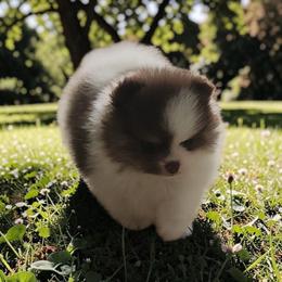 Ridge  3,500 dollars - Tri-colored male Pomeranian puppy in Amelia, Ohio from Boujee Puff Poms