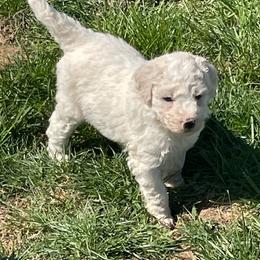 Cheeky - Cream male Labradoodle puppy in Craig, Nebraska from Top Knot Companions Poodles and Labradoodles