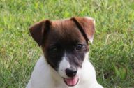 Puppy Jack Russell Terrier