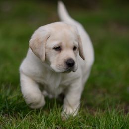 Labrador Retriever Puppies from Still Creek Labradors