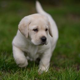 Labrador Retriever Puppies from Still Creek Labradors