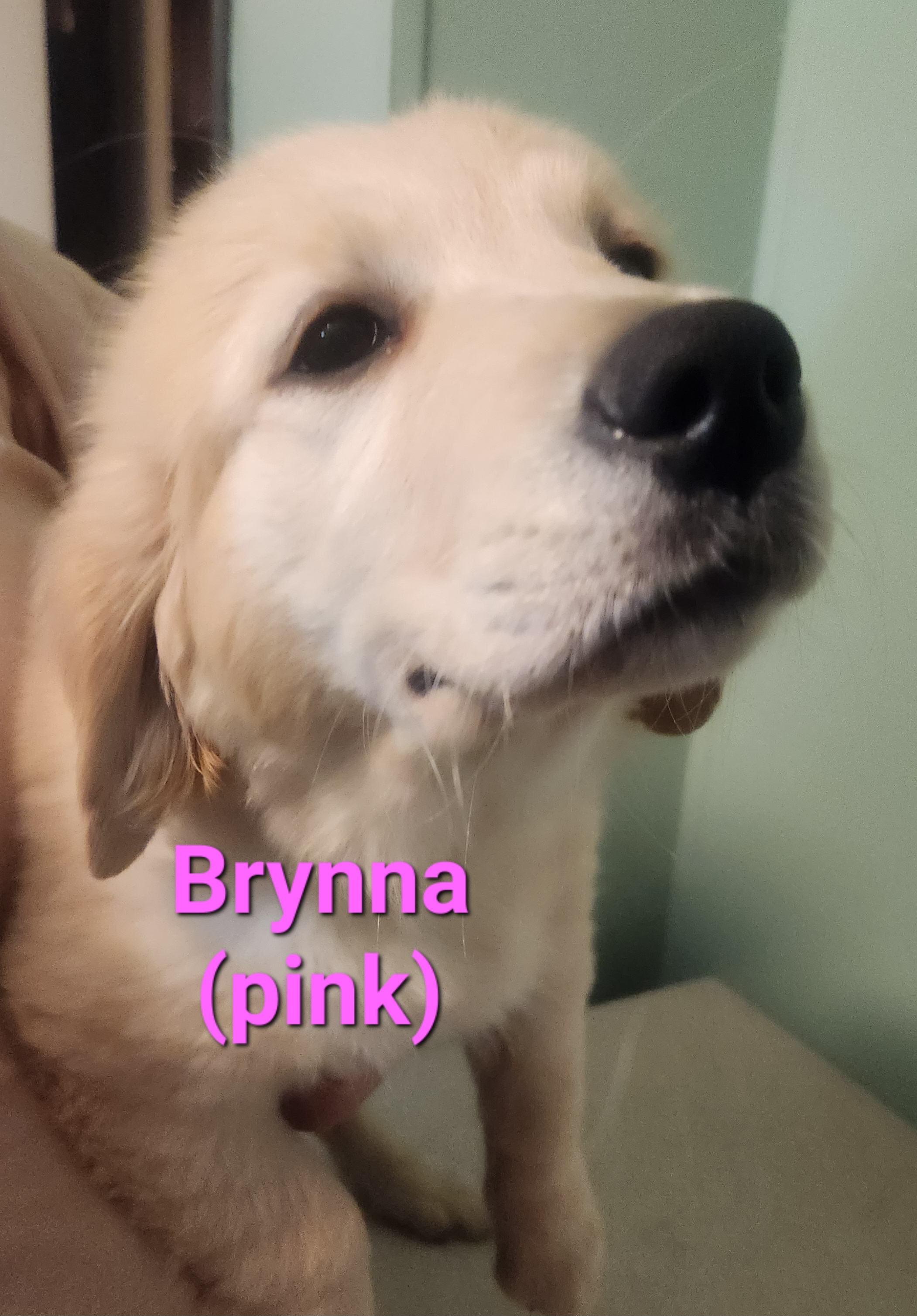 Golden Retriever Puppies from Halo Kennels