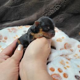 Jack - Black and gold male Yorkshire Terrier puppy in Middleton, Idaho from Rocky Mountain Yorkies