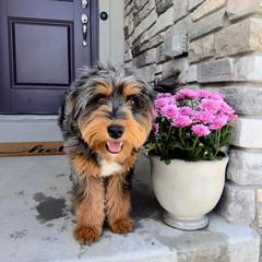 REMI - Australian Mountain Doodle