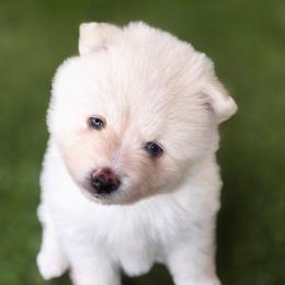 Iron Man - White male Pomsky puppy in Fredericksburg, Virginia from Purely Pomskies