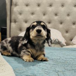 Fay - Dapple female Dachshund puppy in Altus, Oklahoma from Johnson Prairie Pups