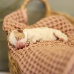 Cream Parti - female Australian Mountain Doodle puppy in Spanish Fork, Utah from Little Puppy Co.