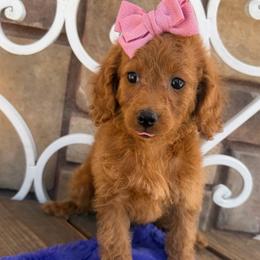 Sedona - Red female Cavapoo puppy in Central, Arizona from Desert Valley Doodles