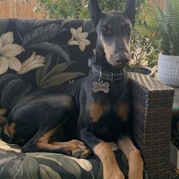 Doberman Pinscher Puppies from Obsidian Kennels