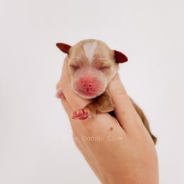 Pink girl - Red  female Goldendoodle puppy in Syracuse, Indiana from The Doodle Cove