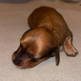 Patriot - Red male Dachshund puppy in Clarksdale, Mississippi from Bo Didley's Doxies