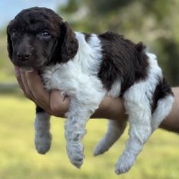 Kimi - Parti female Poodle puppy in Spring Hills, Florida from The Olympus Standard Poodle