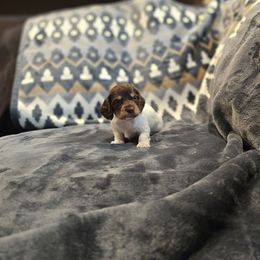 Girl 2 - Piebald female Dachshund puppy in Winchester, Idaho from Mission Creek Dachshunds