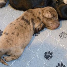 Beans - Dapple female Dachshund puppy in Annandale, Minnesota from Weiners on a Hill