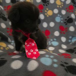 Ajisai - Black & white male Toy Australian Shepherd puppy in Arlington, Texas from CopperHead Aussies