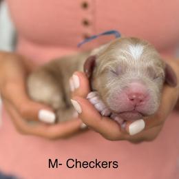 Checkers - Apricot male Australian Labradoodle puppy in Morgan Hill, California from Loving Labradoodles