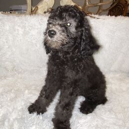 Poodle Puppies from Purple Heart Canines