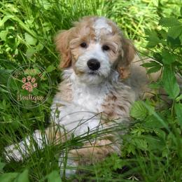Yellow boy - Red male Bernedoodle puppy in Waukesha, Wisconsin from Bernedoodle Boutique (and Cavapoos)