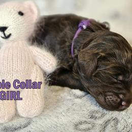 Purple Collar - Brown female Double Doodle puppy in Jeddo, Michigan from Bert's Doodles