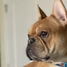 French Bulldogs from Marvin's Frenchies