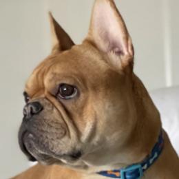 French Bulldogs from Marvin's Frenchies