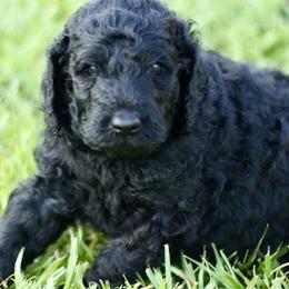 Poodle Puppies from Cisco Standard Poodles