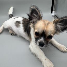 Cookie - Sable spotted white female Chihuahua puppy in Smyrna, Georgia from GeorgiasChihuahuas