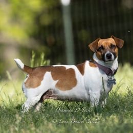 Ellie - Russell Terrier