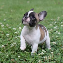 Red Collar - White and fawn male French Bulldog puppy in Wichita, Kansas from Phantasticus French Bulldogs