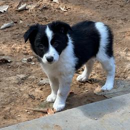Delta - Black and white female Border Collie puppy in Jonesboro, Arkansas from Hampton Border Collies