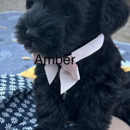 Amber-Female - Black female Miniature Schnauzer puppy in Granville, Ohio from Shull Mini Schnauzers