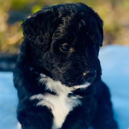 Forrest - Black and white male Aussiedoodle puppy in Hempstead, Texas from Young Gun Aussies
