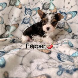 Pepper - Parti female Yorkshire Terrier puppy in Clarksburg, Indiana from Hidden Gems Parti Yorkies