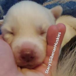 Cloud - White female Siberian Husky puppy in Savannah, Georgia from Stacy's Siberian Huskies