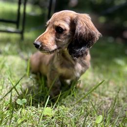 Dachshund Puppies from The long dogs of indiana
