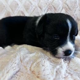 Bronc - Black and white male Cardigan Welsh Corgi puppy in Kerens, West Virginia from Leather & Lace