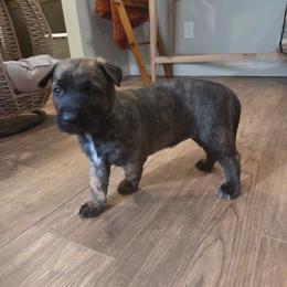 Belle (Dutch brindle female) - female Belgian Malinois puppy in Signal Mountain, Tennessee from Torgun Police Dogs