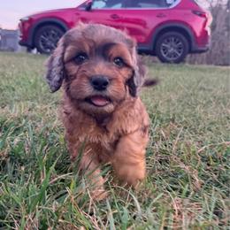 Harvest with training - Sable and white male Cockapoo puppy in Boonville, North Carolina from Doods & Dolls