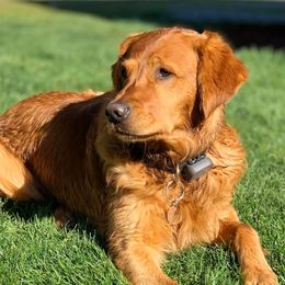Golden Retrievers from Terri Kaluza's Golden Retrievers