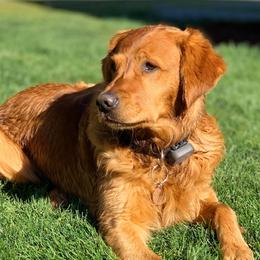 Golden Retrievers from Terri Kaluza's Golden Retrievers