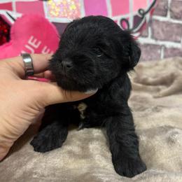 Tillie - Black female Miniature Schnauzer puppy in Lufkin, Texas from C&K’s Schnauzer House
